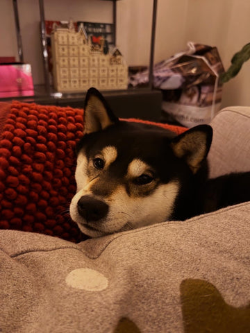 Dog lying on a couch with a blurred background